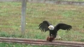 老鹰抓小鸡,老鹰抓小鸡的生存智慧