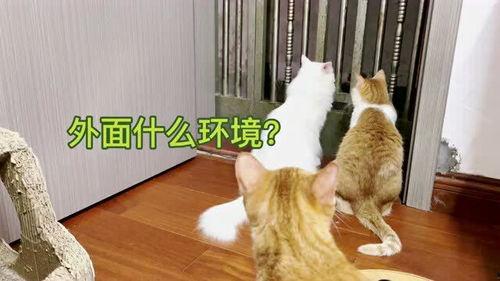 猫猫逃走了,揭秘宠物失踪之谜