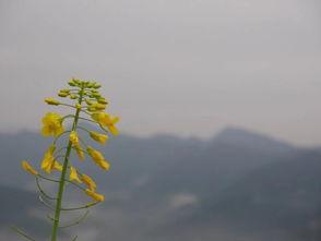 金黄色的回忆,那些难忘的温馨回忆